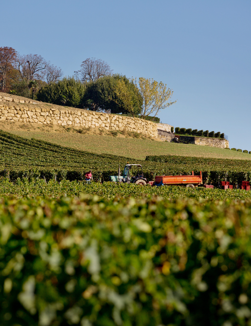 Vendanges dans les rangs de vigne de Saint-Émilion